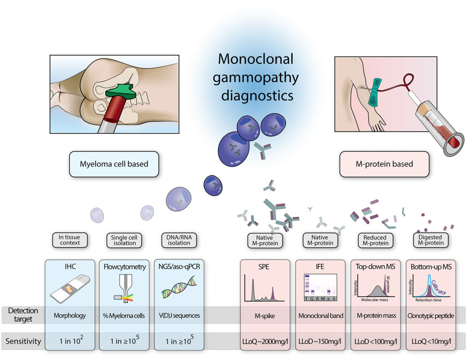Overview of different techniques to monitor monoclonal gammopathy disease activity.